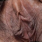 Female textures – Brownies – Black ebonny (HD 1080p)(Vagina close up hairy sex pussy)(by rumesco)